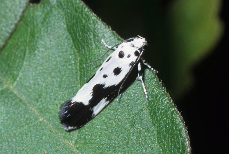Elachistidae - Ethmia quadrillella
